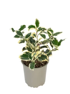 GARDENZO Pflanzen & Zubehör<6er-Set: Ilex aquifolium 'Argentea Marginata'
