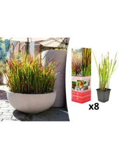 GARDENZO Pflanzen & Zubehör<8er-Set: Japanisches Blutgras Imperata cyl. Red Barron in Bunt