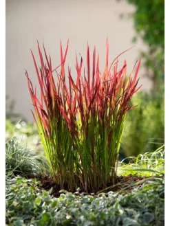 GARDENZO Pflanzen & Zubehör<8er-Set: Japanisches Blutgras Imperata cyl. Red Barron in Bunt