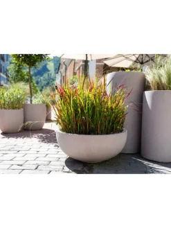 GARDENZO Pflanzen & Zubehör<8er-Set: Japanisches Blutgras Imperata cyl. Red Barron in Bunt