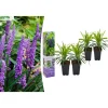 GARDENZO Pflanzen & Zubehör<4er-Set: Leliengras Liriope Muscari in Lila