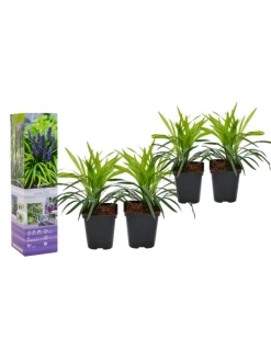 GARDENZO Pflanzen & Zubehör<4er-Set: Leliengras Liriope Muscari in Lila