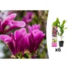 GARDENZO Pflanzen & Zubehör<6er-Set: Magnolien Susan in Rosa