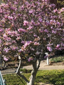 GARDENZO Pflanzen & Zubehör<6er-Set: Magnolien Susan in Rosa