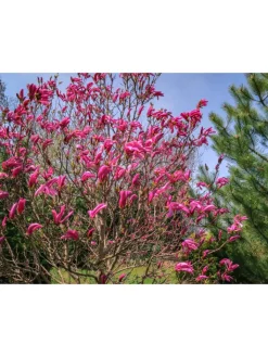 GARDENZO Pflanzen & Zubehör<6er-Set: Magnolien Susan in Rosa