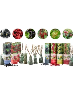 GARDENZO Pflanzen & Zubehör<8er-Set: Obstpflanzen in Bunt