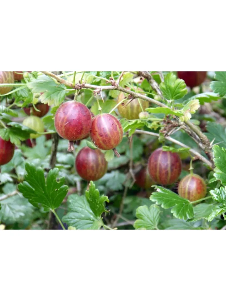 GARDENZO Pflanzen & Zubehör<8er-Set: Obstpflanzen in Bunt