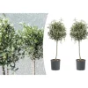 GARDENZO Pflanzen & Zubehör<2er-Set: Olivenbäume XL