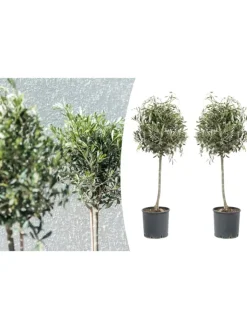 GARDENZO Pflanzen & Zubehör<2er-Set: Olivenbäume XL