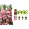 GARDENZO Pflanzen & Zubehör<3er-Set: pan. 'Pink Diamond' Hortensien in Rosa