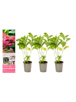 GARDENZO Pflanzen & Zubehör<3er-Set: pan. 'Pink Diamond' Hortensien in Rosa