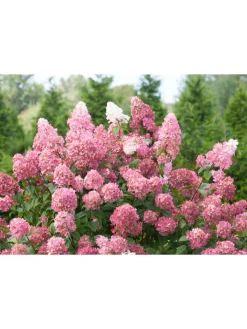 GARDENZO Pflanzen & Zubehör<3er-Set: pan. 'Pink Diamond' Hortensien in Rosa