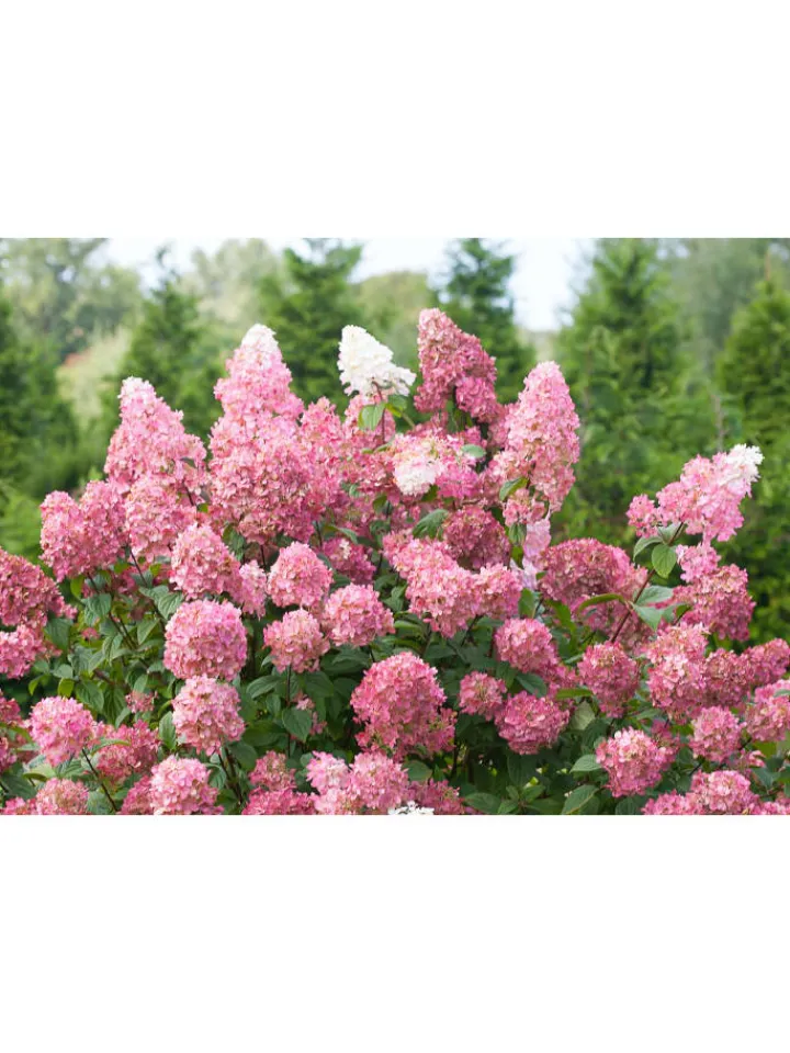 GARDENZO Pflanzen & Zubehör<3er-Set: pan. 'Pink Diamond' Hortensien in Rosa