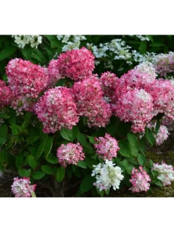 GARDENZO Pflanzen & Zubehör<3er-Set: pan. 'Pink Diamond' Hortensien in Rosa