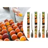 GARDENZO Pflanzen & Zubehör<3er-Set: Pfirsich Redheaven Obstbäume in Bunt