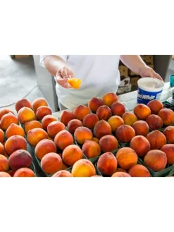 GARDENZO Pflanzen & Zubehör<3er-Set: Pfirsich Redheaven Obstbäume in Bunt