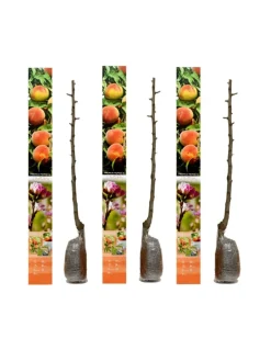 GARDENZO Pflanzen & Zubehör<3er-Set: Pfirsich Redheaven Obstbäume in Bunt