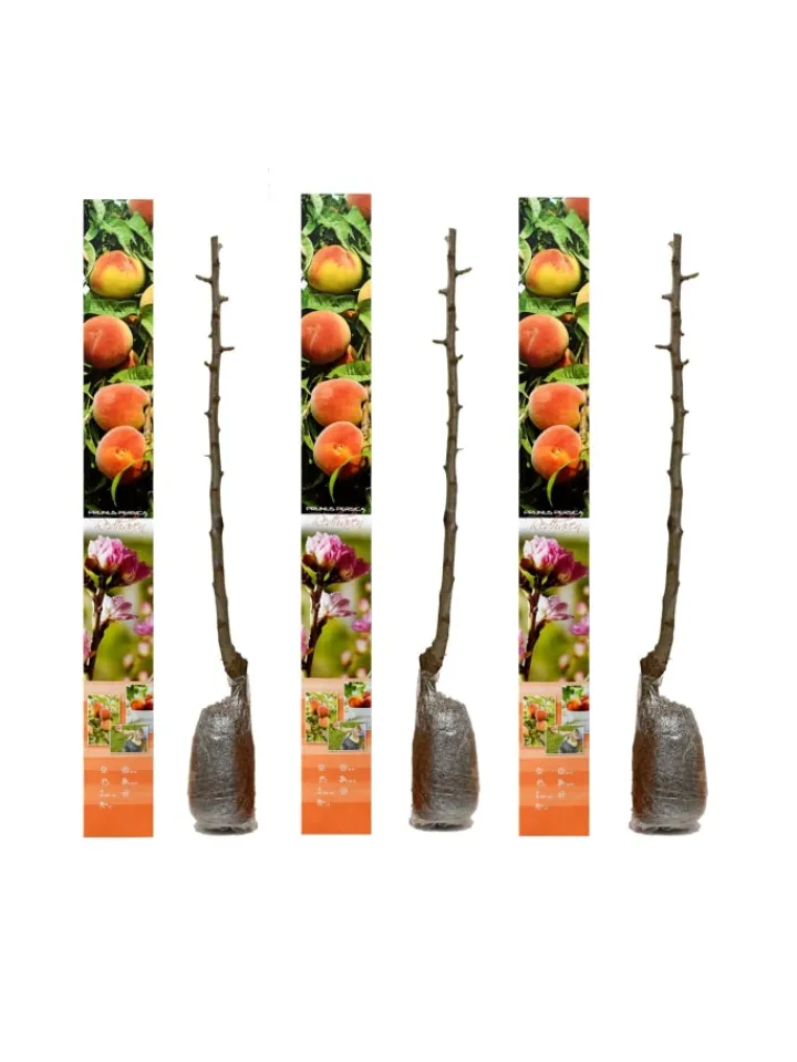 GARDENZO Pflanzen & Zubehör<3er-Set: Pfirsich Redheaven Obstbäume in Bunt