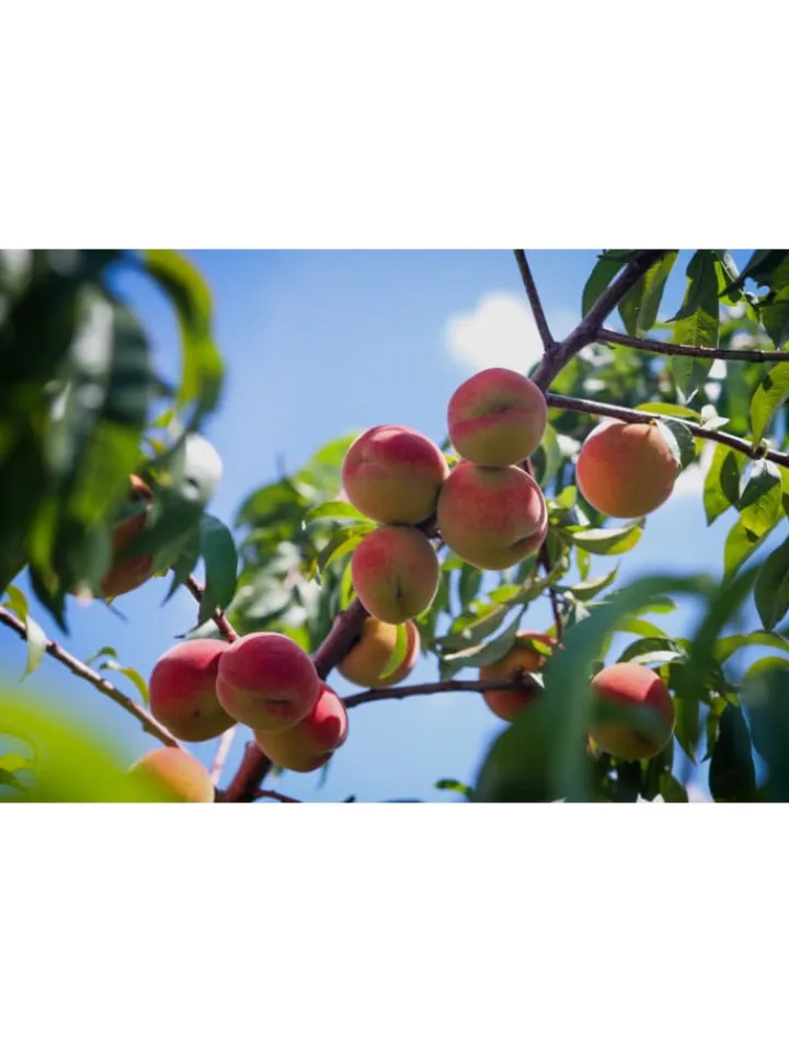 GARDENZO Pflanzen & Zubehör<3er-Set: Pfirsich Redheaven Obstbäume in Bunt