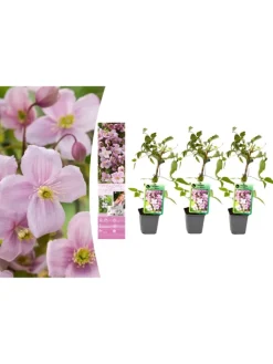 GARDENZO Pflanzen & Zubehör<3er-Set: Pflanzen Clematis montana Mayleen in Rosa
