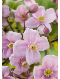 GARDENZO Pflanzen & Zubehör<3er-Set: Pflanzen Clematis montana Mayleen in Rosa