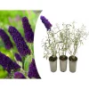 GARDENZO Pflanzen & Zubehör<3er-Set: Schmetterlingspflanzen Davidii in Schwarz/Violett
