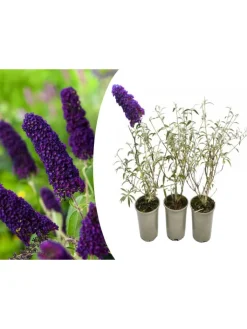 GARDENZO Pflanzen & Zubehör<3er-Set: Schmetterlingspflanzen Davidii in Schwarz/Violett