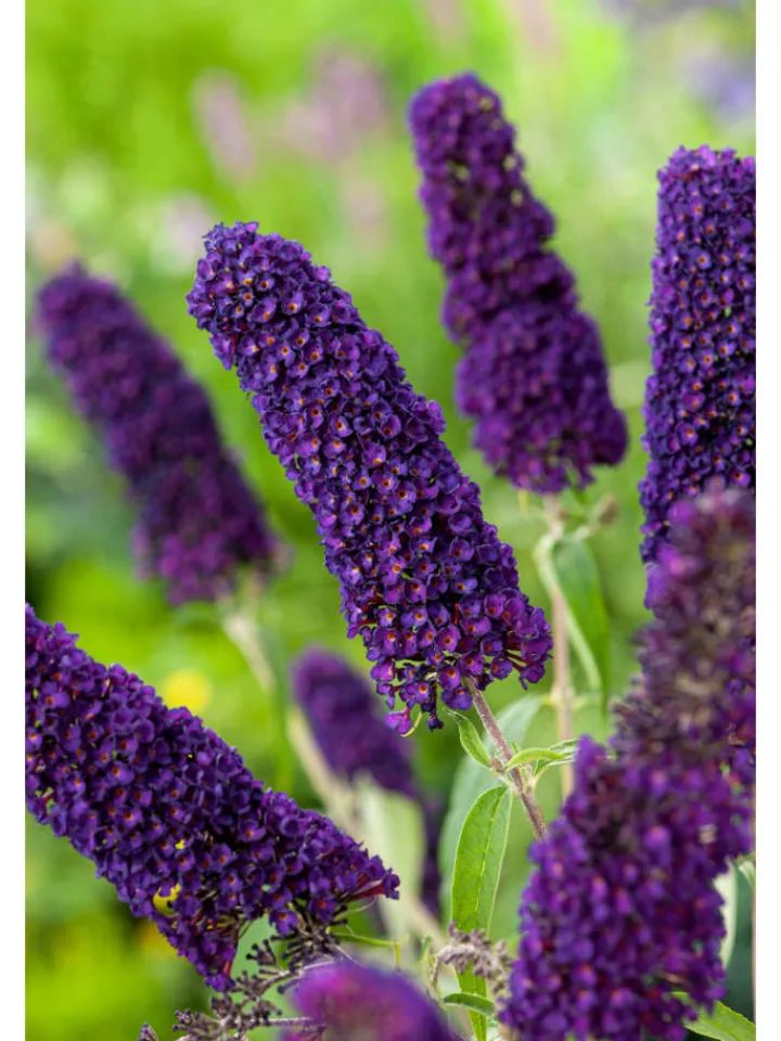 GARDENZO Pflanzen & Zubehör<3er-Set: Schmetterlingspflanzen Davidii in Schwarz/Violett