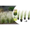 GARDENZO Pflanzen & Zubehör<8er-Set: Stipa Zwerg-Federgras