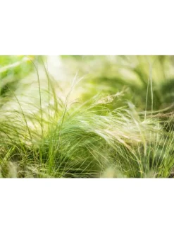 GARDENZO Pflanzen & Zubehör<8er-Set: Stipa Zwerg-Federgras