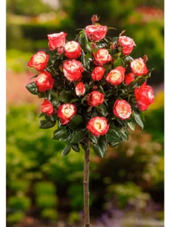 GARDENZO Pflanzen & Zubehör<3er-Set: XXL Großblütige Standardrosen in rot/rosa