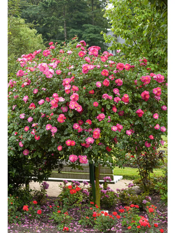 GARDENZO Pflanzen & Zubehör<3er-Set: XXL Großblütige Stielrosen in Weiß/ Rot/ Rosa