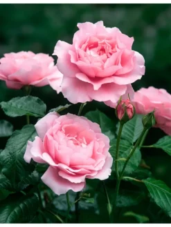 GARDENZO Pflanzen & Zubehör<3er-Set: XXL Großblütige Stielrosen in Weiß/ Rot/ Rosa