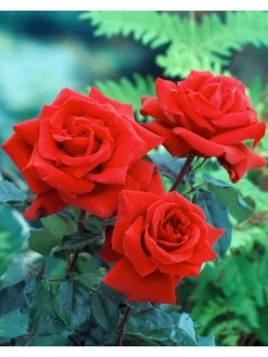 GARDENZO Pflanzen & Zubehör<3er-Set: XXL Großblütige Stielrosen in Weiß/ Rot/ Rosa