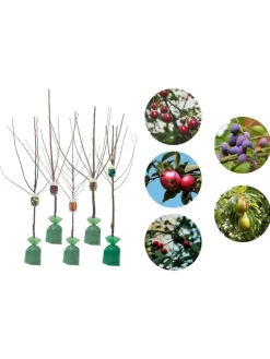 GARDENZO Pflanzen & Zubehör<5er-Set: XXL Obstbäume in Bunt
