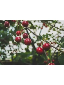 GARDENZO Pflanzen & Zubehör<5er-Set: XXL Obstbäume in Bunt