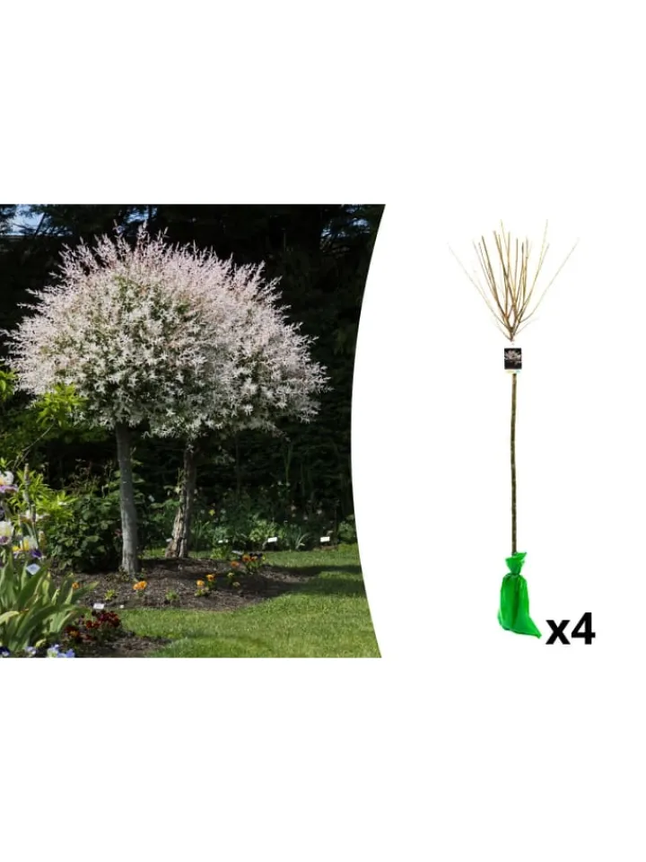 GARDENZO Pflanzen & Zubehör<4er-Set: XXL Salix Hakuro Nishiki in Rosa