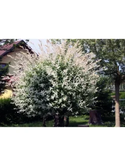 GARDENZO Pflanzen & Zubehör<4er-Set: XXL Salix Hakuro Nishiki in Rosa
