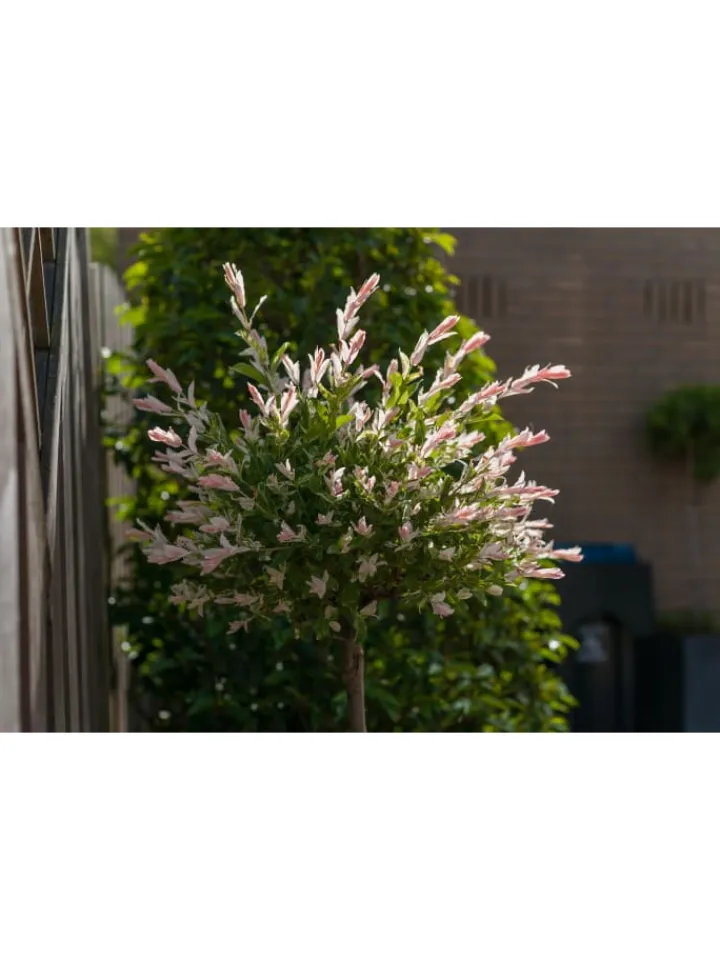 GARDENZO Pflanzen & Zubehör<4er-Set: XXL Salix Hakuro Nishiki in Rosa