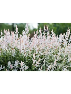GARDENZO Pflanzen & Zubehör<4er-Set: XXL Salix Hakuro Nishiki in Rosa