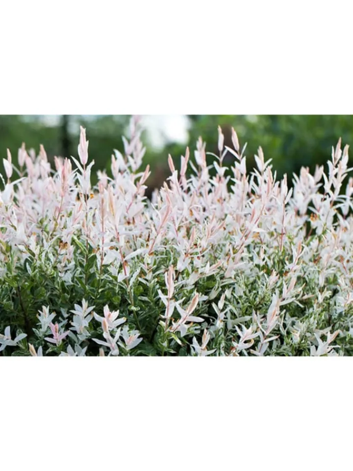 GARDENZO Pflanzen & Zubehör<4er-Set: XXL Salix Hakuro Nishiki in Rosa