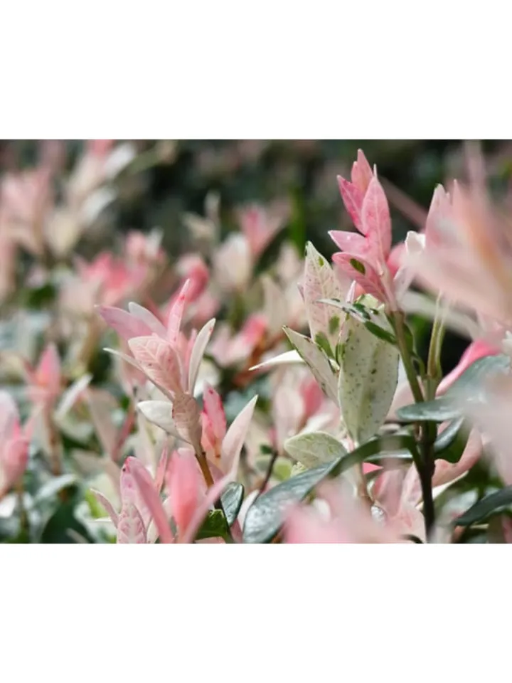 GARDENZO Pflanzen & Zubehör<4er-Set: XXL Salix Hakuro Nishiki in Rosa