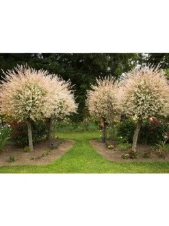 GARDENZO Pflanzen & Zubehör<4er-Set: XXL Salix Hakuro Nishiki in Rosa