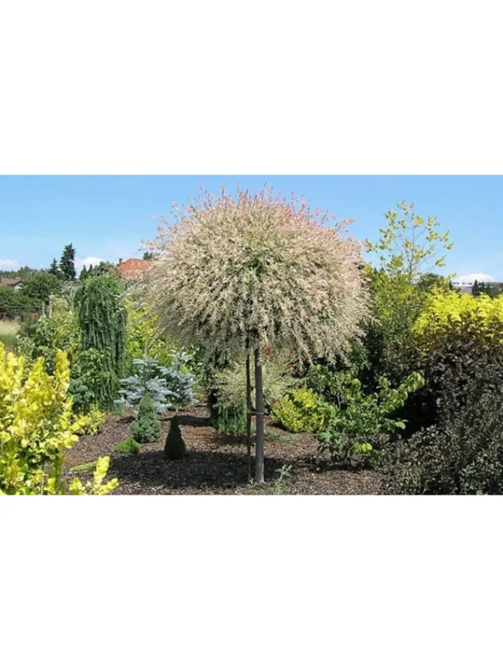GARDENZO Pflanzen & Zubehör<4er-Set: XXL Salix Hakuro Nishiki in Rosa
