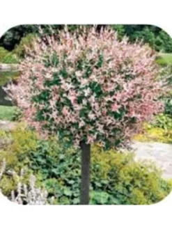GARDENZO Pflanzen & Zubehör<4er-Set: XXL Salix Hakuro Nishiki in Rosa