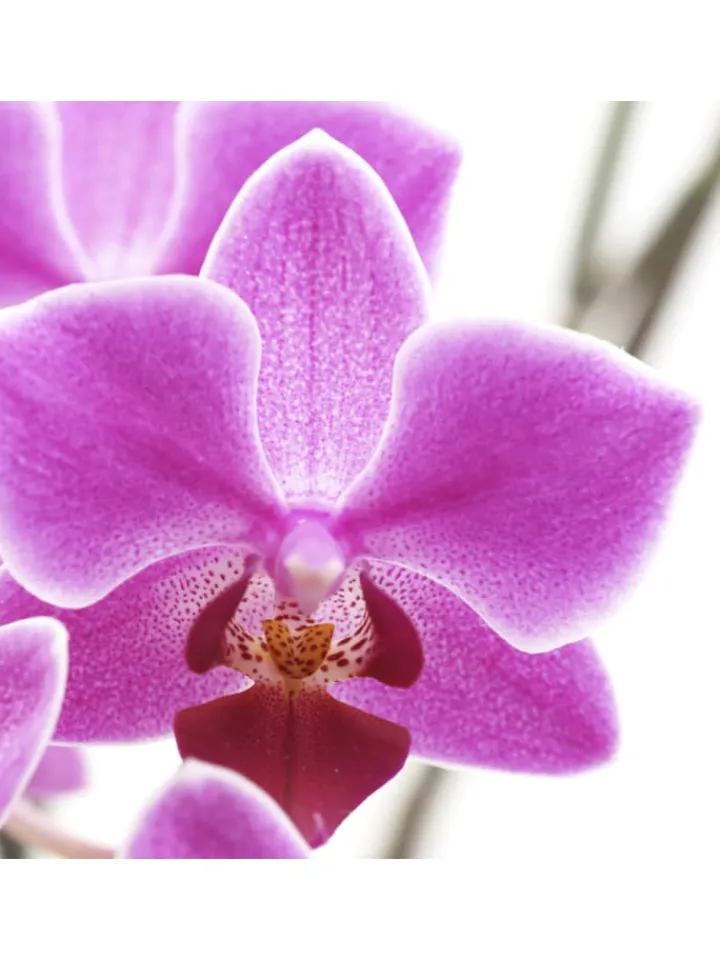 MCW Paravents<Foto-Paravent Bagheria, 180x120cm, Orchidee