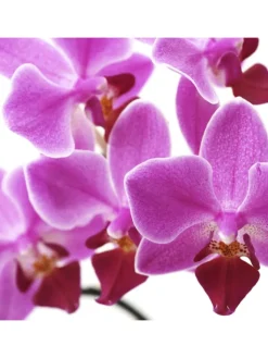 MCW Paravents<Foto-Paravent Bagheria, 180x120cm, Orchidee