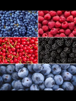 NatureNest Pflanzen & Zubehör<Frucht-Oase BIO-Obstpflanzen-Mix-Set mit 5 verschiedenen Sorten