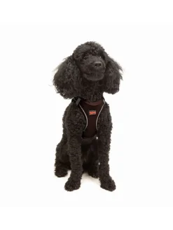 Paws&Whiskers Hunde<Hundegeschirr in Braun