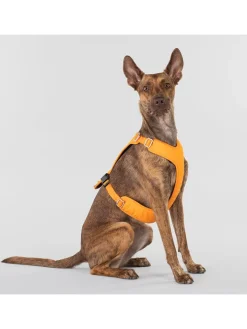 Paikka Hunde<Hundegeschirr in Orange